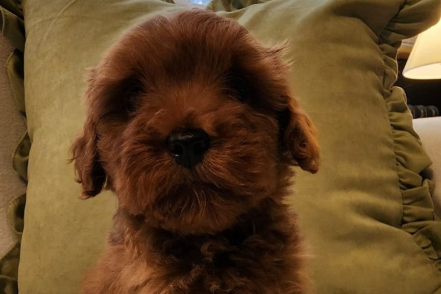 Veteriner teknikerinden kızıl kahve şipşirin maltipoo 2