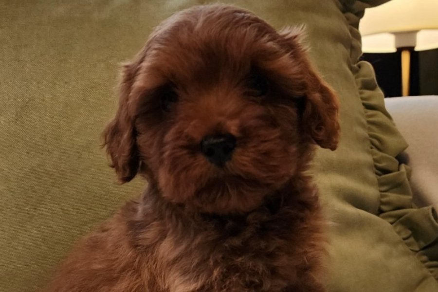 Veteriner teknikerinden kızıl kahve şipşirin maltipoo 1