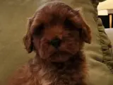 Veteriner teknikerinden kızıl kahve şipşirin maltipoo