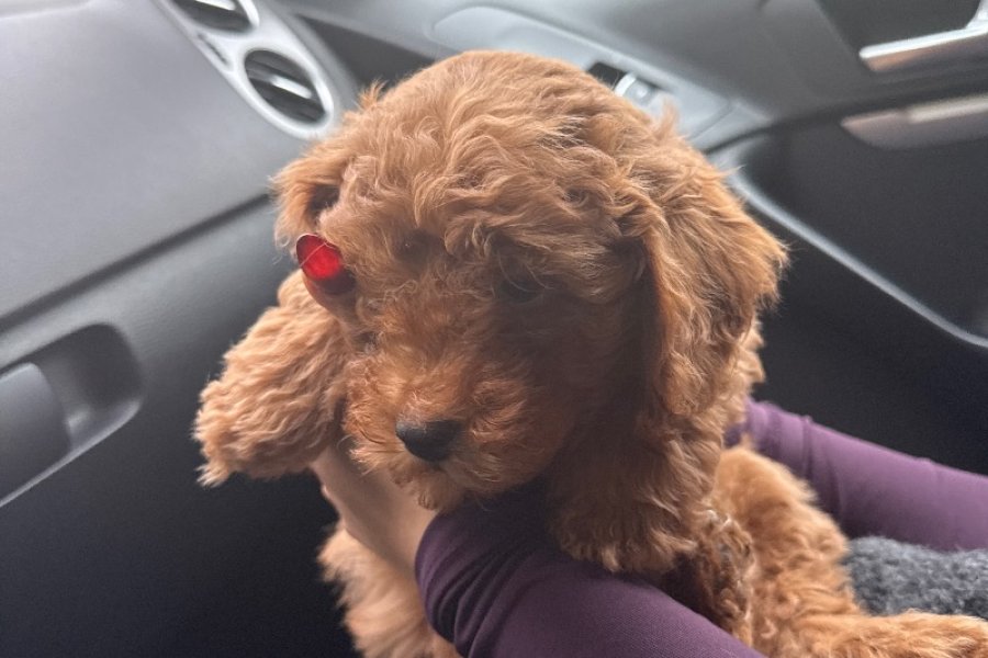 Sevimli ve Safkan Toy Poodle Yavrumuz 3
