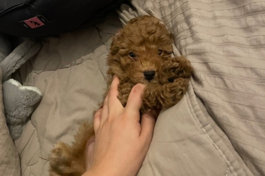 Sevimli ve Safkan Toy Poodle Yavrumuz 2