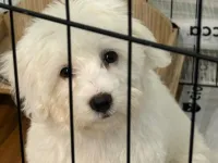 Sevimli Maltese Terrier Yavrumuza Yeni Yuva Arıyoruz