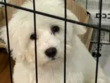 Sevimli Maltese Terrier Yavrumuza Yeni Yuva Arıyoruz