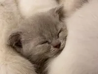 British Shorthair ve Scottish Fold Yavrularımız Yeni Ailelerini Arıyorlar