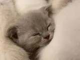 British Shorthair ve Scottish Fold Yavrularımız Yeni Ailelerini Arıyorlar