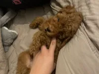 Sevimli ve Safkan Toy Poodle Yavrumuz