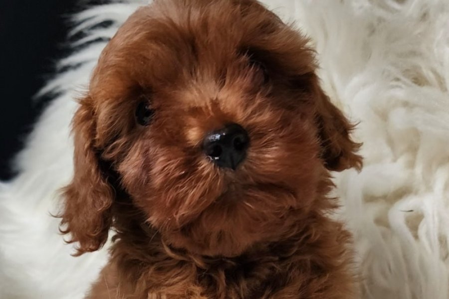 Orijinal safkan kızıl kahve renk maltipoo 1