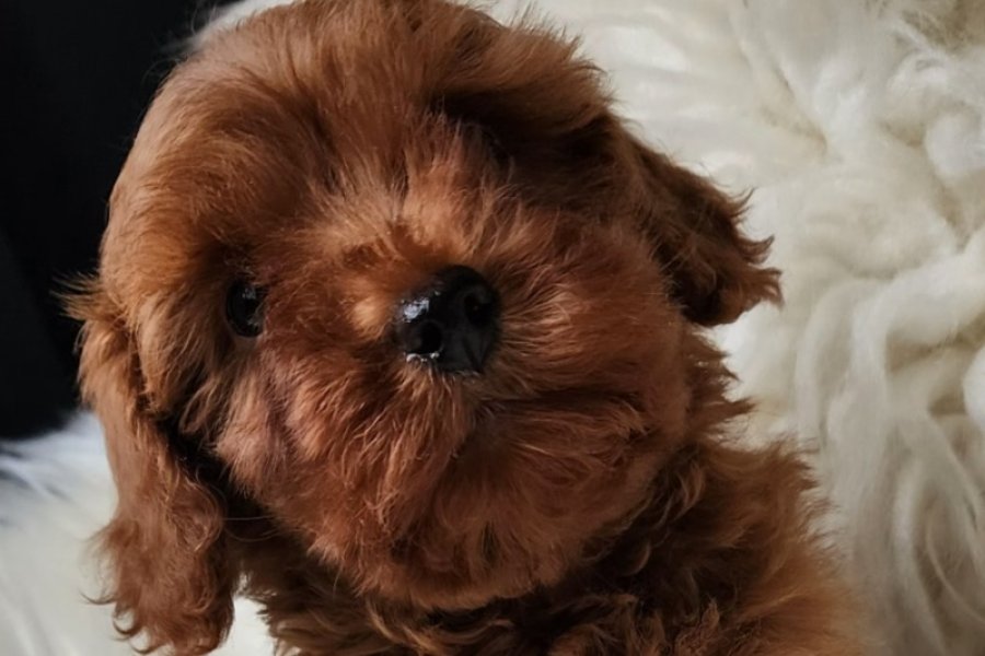 Orijinal safkan kızıl kahve renk maltipoo 2