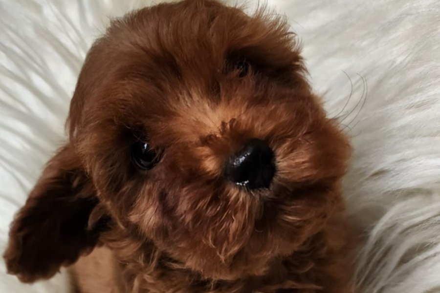 Orijinal safkan kızıl kahve renk maltipoo 3