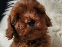 Orijinal safkan kızıl kahve renk maltipoo