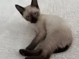 3 aylık erkek yavru
