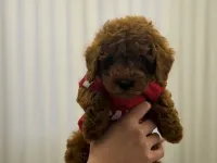Saf 2.5 aylık toy poodle