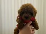 Saf 2.5 aylık toy poodle