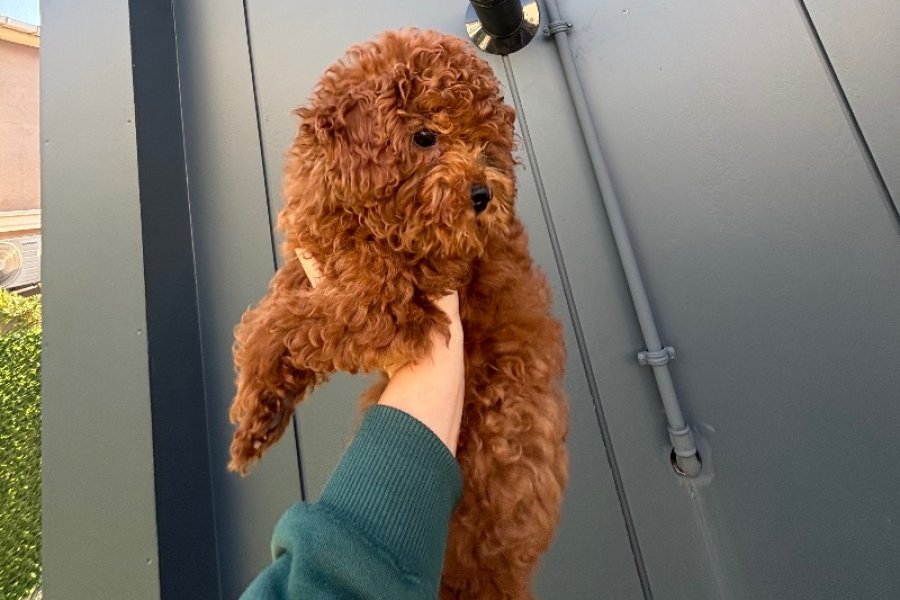 Kendi köpeğimin yavrusudur ev ortamı 2