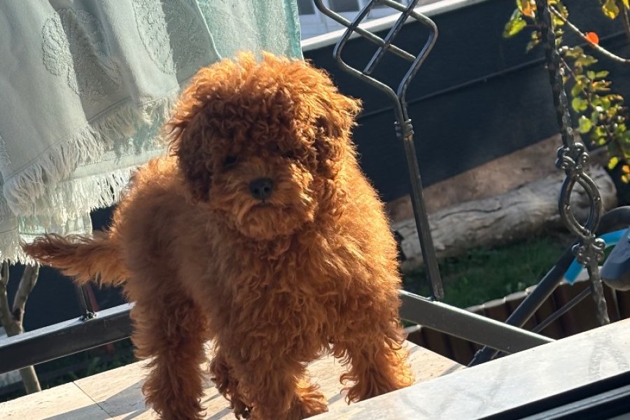 Kendi köpeğimin yavrusudur ev ortamı 3