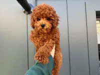 Kendi köpeğimin yavrusudur ev ortamı