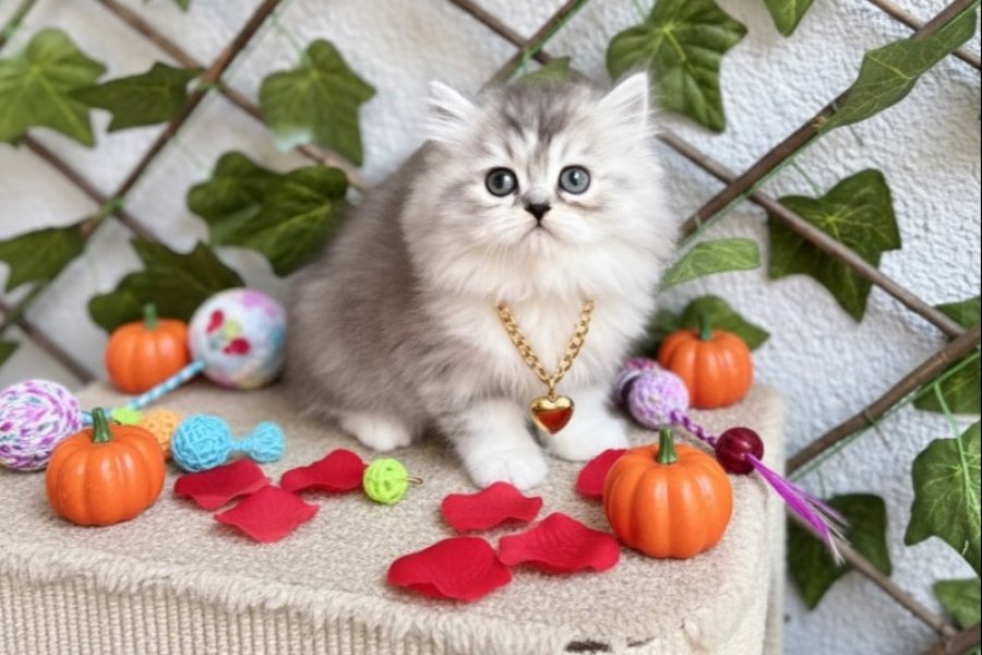 DİKKAT BAĞIMLILIK YAPAR SİLVER LONGHAİR BEBEĞİMİZ 3