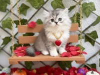 DİKKAT BAĞIMLILIK YAPAR SİLVER LONGHAİR BEBEĞİMİZ