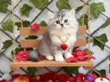 DİKKAT BAĞIMLILIK YAPAR SİLVER LONGHAİR BEBEĞİMİZ