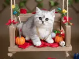GÜZELLER GÜZELİM SİLVER SAFKAN DİŞİ BEBEK