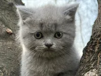 BRİTİSH SHORTHAİR