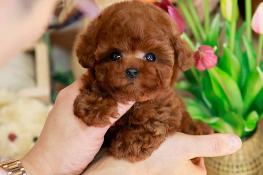 MAYA KIZIMIZIN MÜKEMMEL YAVRUSU TOY POODLE 2