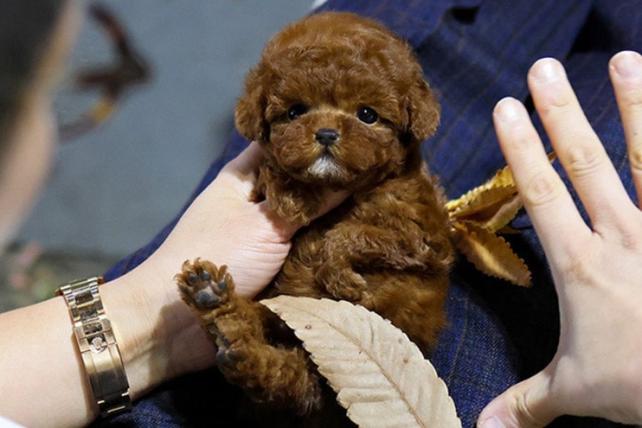 MAYA KIZIMIZIN MÜKEMMEL YAVRUSU TOY POODLE 3