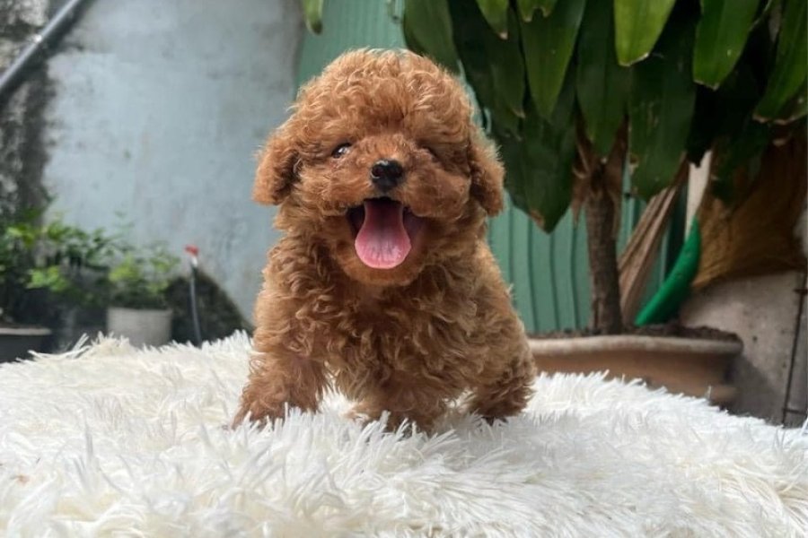 EN KÜÇÜK BOY TOY POODLE BEBEKLERİM 3