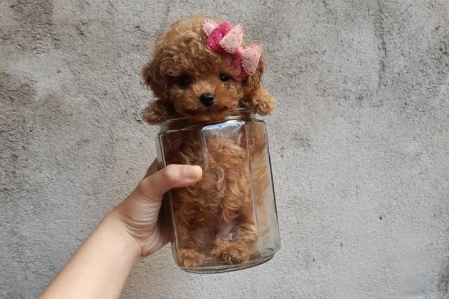 EN KÜÇÜK BOY TOY POODLE BEBEKLERİM 1