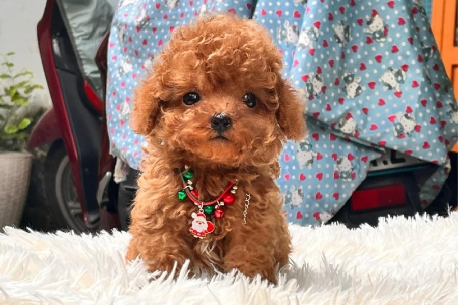 EN KÜÇÜK BOY TOY POODLE BEBEKLERİM 2
