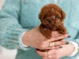 MAYA KIZIMIZIN MÜKEMMEL YAVRUSU TOY POODLE