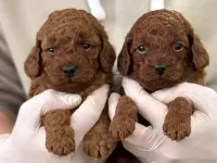 İSTANBULUN EN GÖZDE TOY POODLE BEBEKLERİ