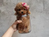 EN KÜÇÜK BOY TOY POODLE BEBEKLERİM