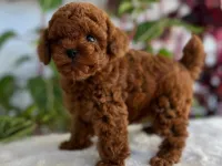 Safkan Toy Poodle Yavrumuz, Sevecen ve Enerjik