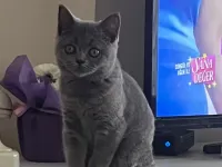 Sevimli British Shorthair dişi kızımın alerjisi var acil yuva arıyoruz