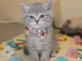 En güzel karne hediyesi bu ponçikler