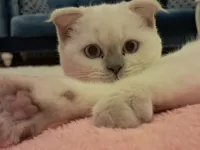 Dünyalar tatlısı scottish fold acil sahiplendirilmesi lazım