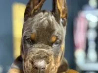 Avrupa’nın en iri Doberman yavruları