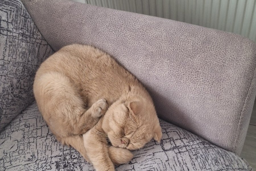 TOPKAFA SCOTTISH FOLD YAVRUMUZ 3