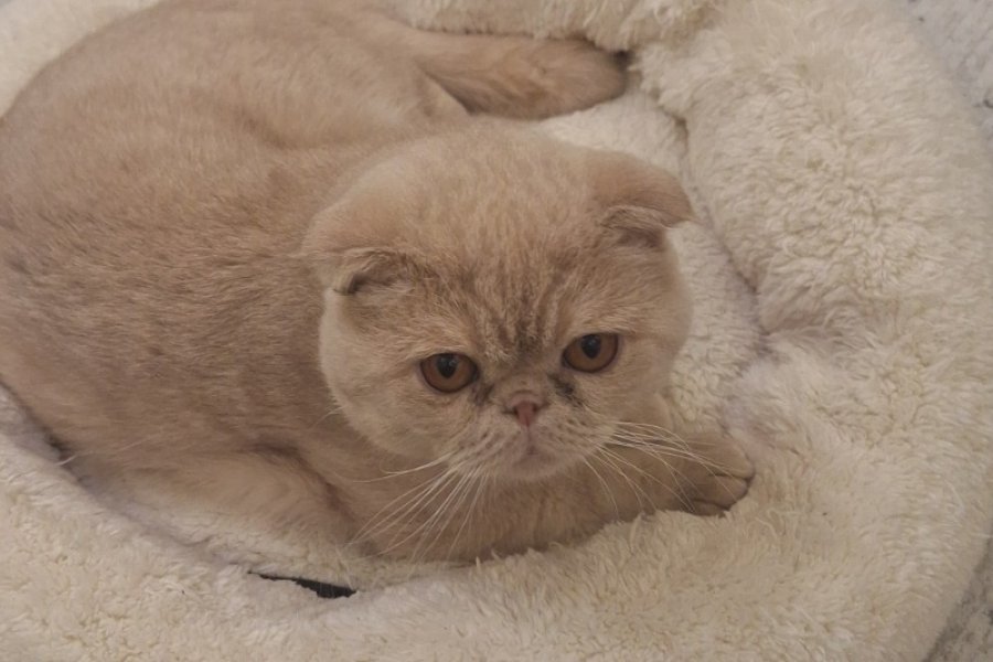 TOPKAFA SCOTTISH FOLD YAVRUMUZ 1