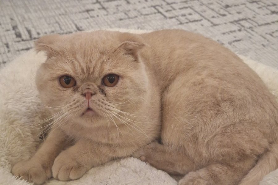 TOPKAFA SCOTTISH FOLD YAVRUMUZ 2