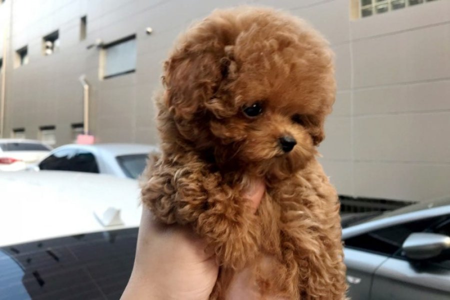 MAYA KIZIMIZIN MÜKEMMEL YAVRUSU TOY POODLE 2