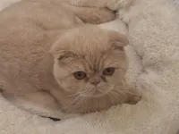TOPKAFA SCOTTISH FOLD YAVRUMUZ