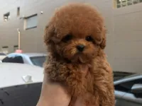 MAYA KIZIMIZIN MÜKEMMEL YAVRUSU TOY POODLE