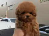 MAYA KIZIMIZIN MÜKEMMEL YAVRUSU TOY POODLE