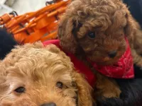 Toy poodle Aşk çocukları