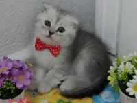 Bu güzellik şakamı..bal surat ponçik teslime hazır.