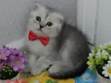 Bu güzellik şakamı..bal surat ponçik teslime hazır.