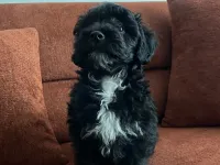 Toy poddle yavrumuz