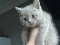 Sevimli British Shorthair Yavrumuz Sizi Bekliyor!